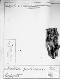 Fusarium roseum image